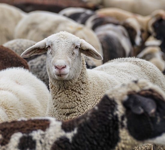 UK sheepmeat imports from NZ and Australia total 37,900t in 2023