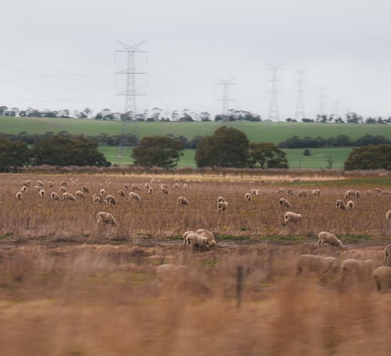 Australian lambs held in anticipation of higher prices in 2024