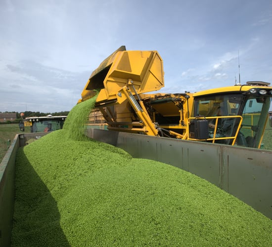 New algorithm to predict vining pea yields at harvest