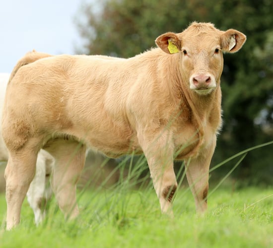 Bulls to suit all 'markets and budgets' at Charolais Premier sale