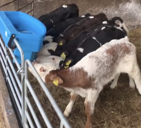 Table: How much does it cost to rear a dairy-beef calf?
