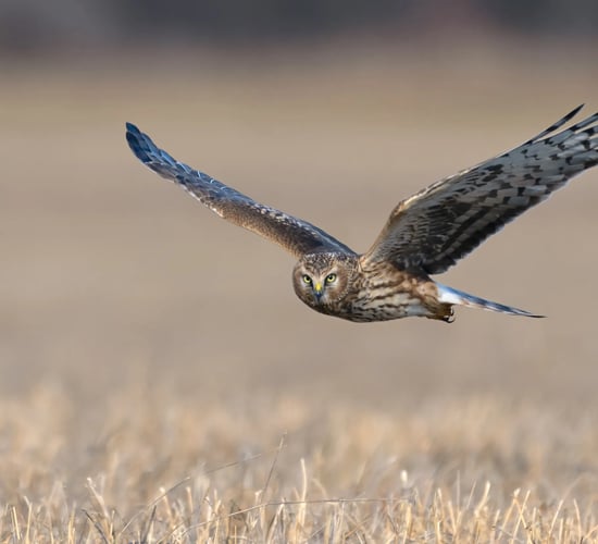Plan to address decline of the hen harrier launches today