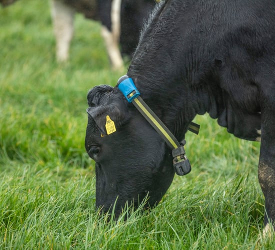 Partners in Reproduction Series: Sexed semen and synchronisation