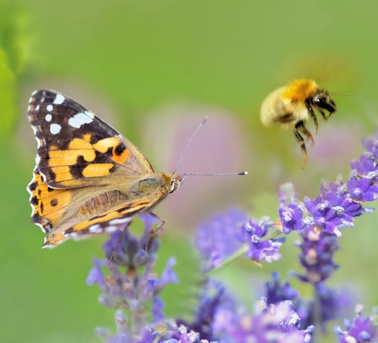 Public urged to 'rethink' the use of pesticides