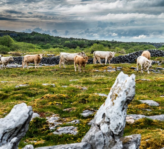 Burren is the 'perfect case study' for evolution of Irish ag - geologist