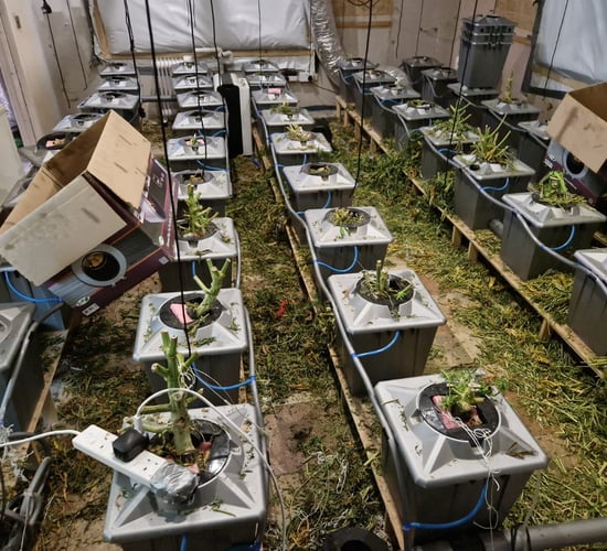 Gardaí seize cannabis worth €700,000 in rural Roscommon