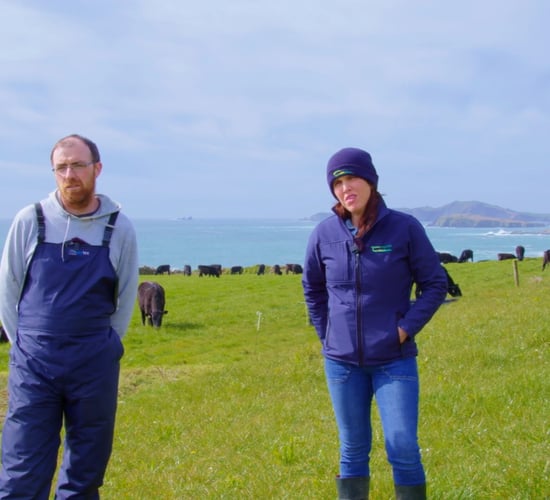 Commercial Beef Value Series: West Cork calf to beef farm focusing on high CBV