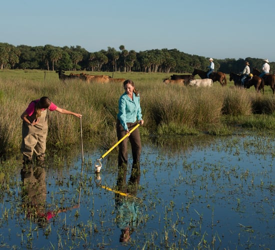 Research confirms environmental benefits of grazing ruminants