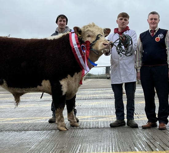 Youngest bull takes top price at Kilmallock Hereford Sale