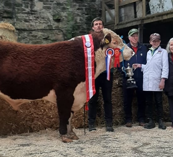 Ballydehob-bred bull takes top title at Bandon Hereford sale