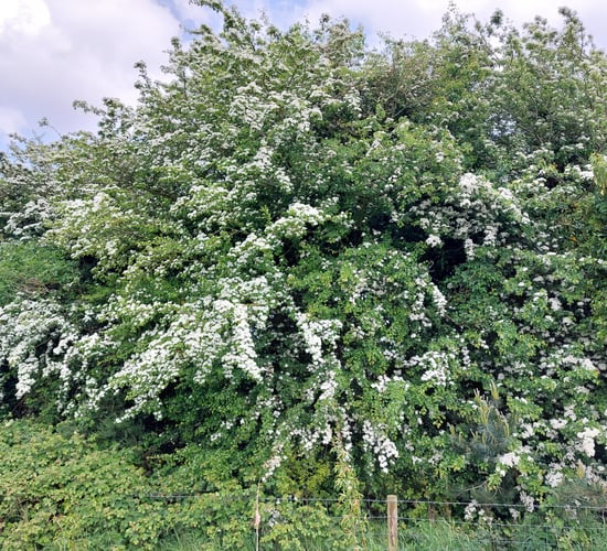 Festival of Farmland Biodiversity celebrates hedgerows