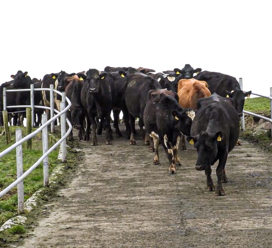 Autumn calving: Assessing BCS and selecting for SDCT