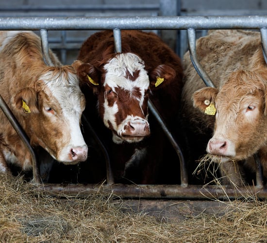 How one beef farmer discovered Cultivate’s farmer-friendly finance