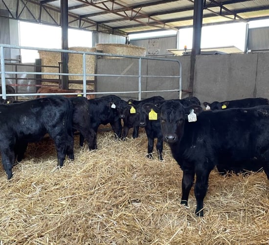 Table: What's considered a 'good or bad' CBV for a calf?