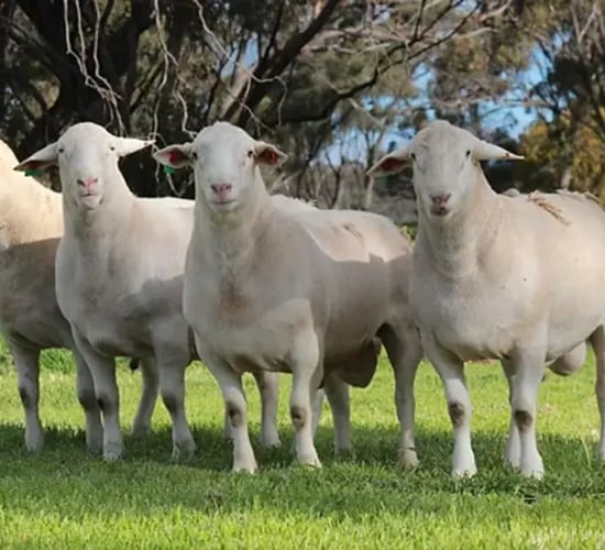 Australian farmer digs pit 'big enough' for more than 3,000 sheep