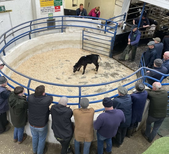 Table: Average prices paid for calves by breed, age and CBV