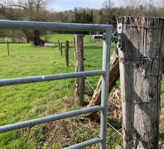 Graphic: Kerry farmer 'will get out of sheep' after 'horrific' dog attack