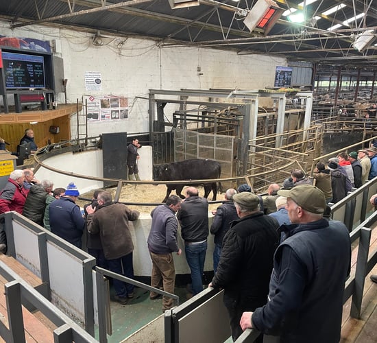 Mart report: Weekly calf and bullock sale at Carnaross