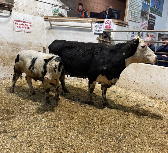 Mart report: General and organic cattle prices at Drumshanbo