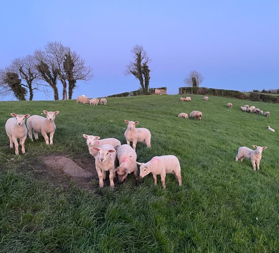 Sheep trade: Hoggets take a hit as spring lamb price rises