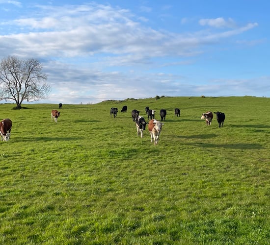 Factory quotes: Will beef trade see sheep-like price surges?