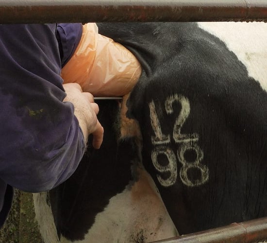 Breeding: Being selective to maximise genetic gain