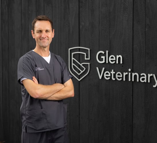 ‘Day in the Life of a Vet’ series captures the reality of veterinary life