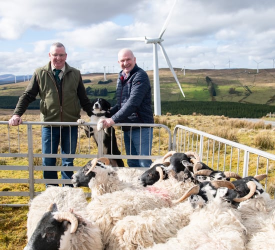 SSE Renewables backs Irish National Sheep Dog Trials