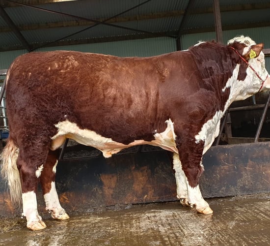 Hereford Show and Sale set for Kilmallock this Friday