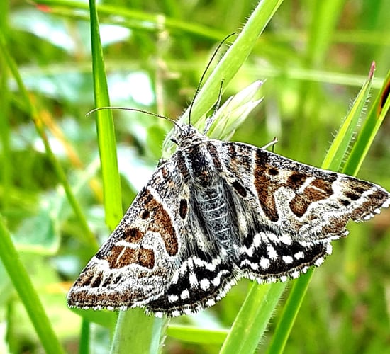 National farmer moth monitoring scheme to be rolled out