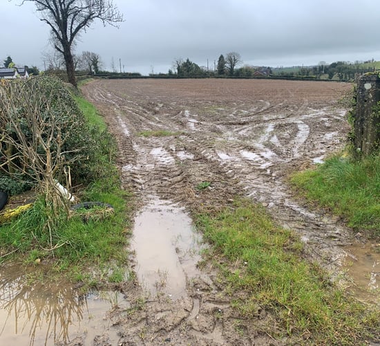 Opinion: Is it the right time to 'fix' prices for malting barley?