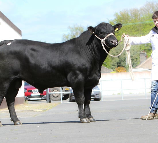 Top prices from Angus bull sales in Tullow and Thurles