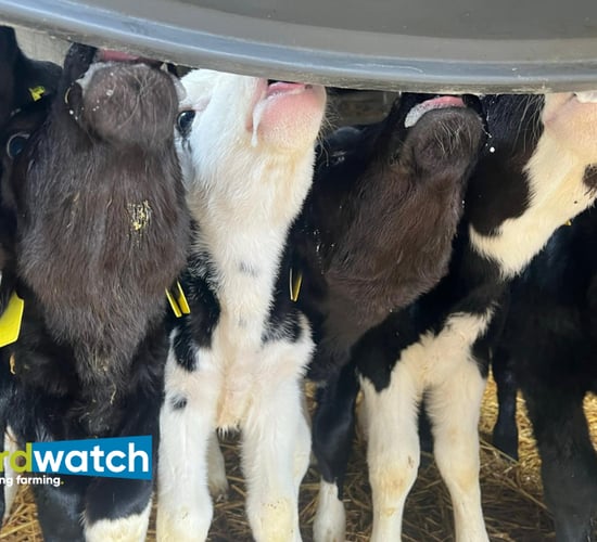 How dairy and beef farmers strategise for more money