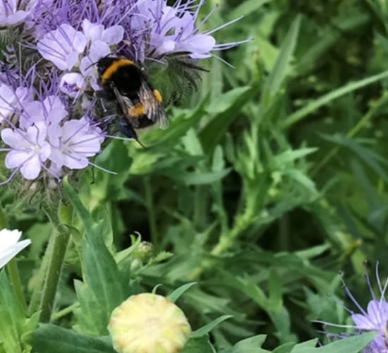 Cork supplier creates new pre-mixed seed mixture for ACRES