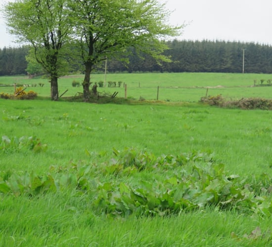 Eliminate docks before first-cut silage with Doxstar Pro