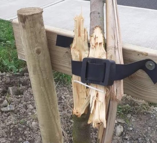 Gardaí investigating damage to trees in Bettystown
