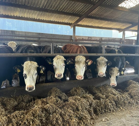 Kilkenny dairy duo use predominately Hereford stock
