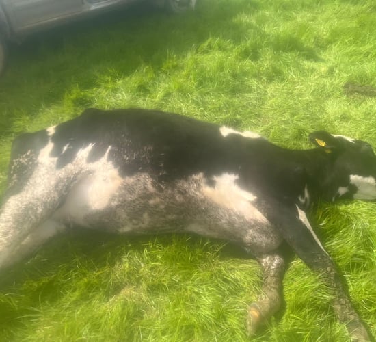 One heifer killed and more injured following dog attack in Wicklow