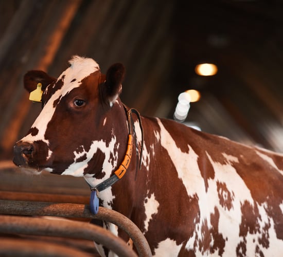 US: Bird flu tests for dairy cows before interstate transfers