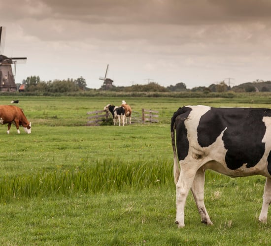 Dutch coalition government to hold on to nitrates derogation