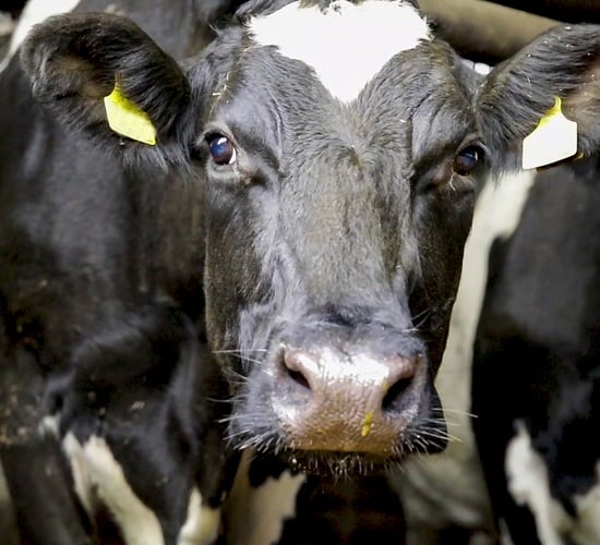 What is the trade of cows and heifers looking like for the future?