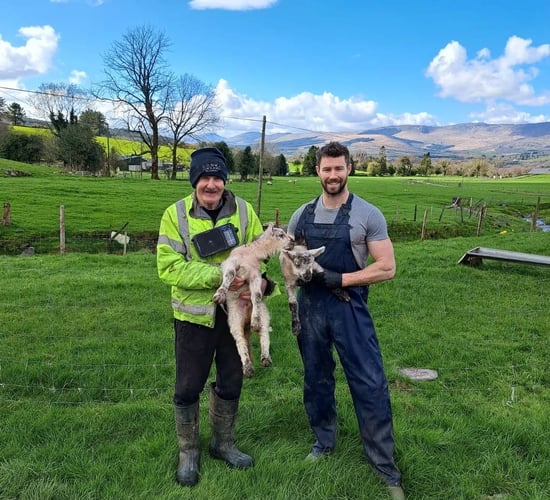 Counting the cost of storms and foxes on a Kerry hill sheep flock