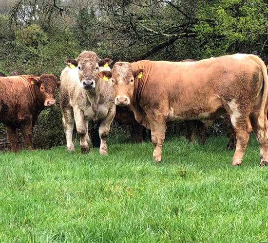 Farmers feeding bullocks to be hit by nitrates rule changes