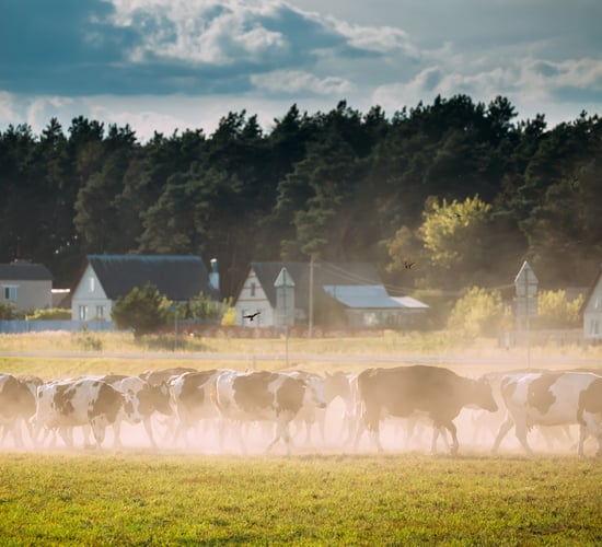 Denmark will not seek extension of nitrates derogation