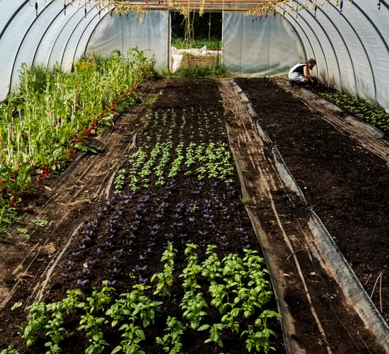Dunnes Stores in bid to create 'urban farm' in Cork