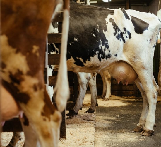 'Major concern' as MSD ceases lepto vaccine production