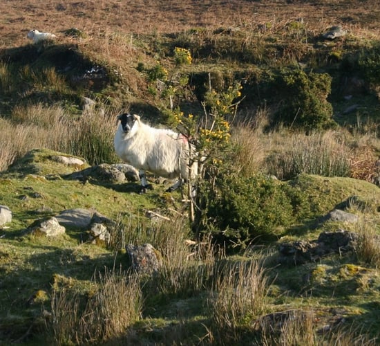 Gardaí investigating theft of 11 sheep in Co. Carlow
