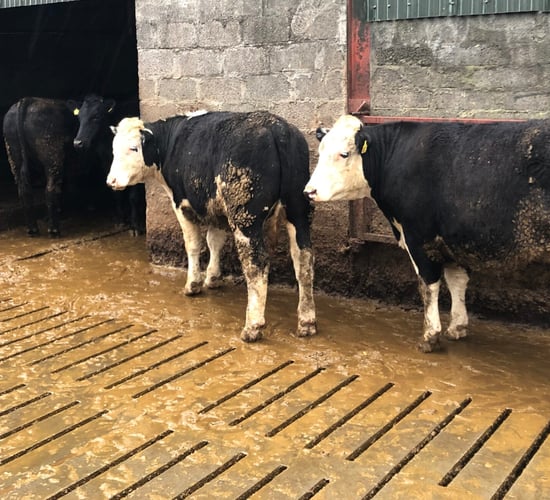 Table: How profitable was dairy calf to beef in 2023?