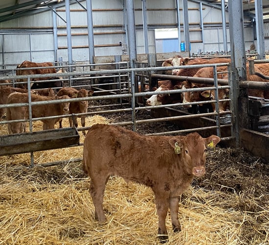 Weather woes highlighted on ABP monitor farms in Sligo