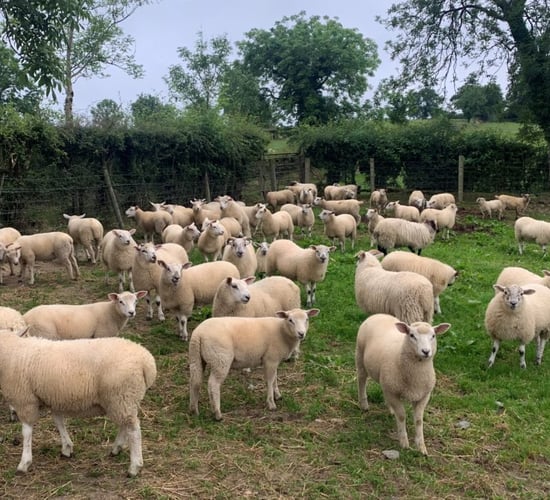 Sheep kill: Throughput approaches 2m in 2024